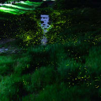 風景写真-自然- Vol.25（蛍撮影 2025-06-11～13）撮影地：鳥取県八頭郡若桜町（中之島公園）