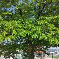 テレビの脚