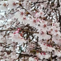 満開の薄墨桜