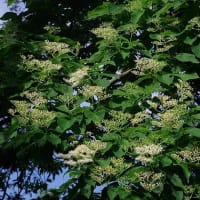 6月二回目の教室　虹色に輝く