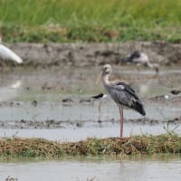 コウヨウジャク３種・ホシバシペリカン・ジャワアカガシラサギなど～GWタイの田園地帯の野鳥
