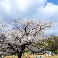 「桜」／菅刈公園（中目黒）