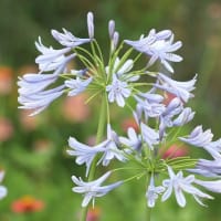 アガパンサスの咲く季節