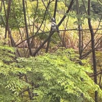 吉尾川河口でヤマセミに出逢う　スマホ撮影