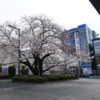 今年はムズかった(;´･ω･)