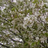 洗足池の葉桜