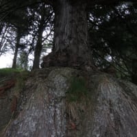 行ってきました　初めてのＮＺ