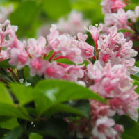 2024年5月15日(水)　[高島]大谷山、イワカガミにはちょっと遅かったが、初夏の花を楽しむ!!