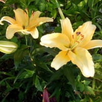 　ユリ終盤　野菜収穫オクラ・ナス大量