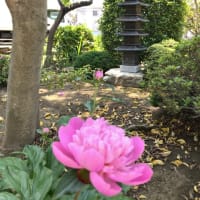 太陽とワンドのエース