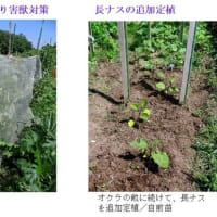 夏野菜、　一週間ぶりの収穫＆手入れ　－ 2025.6下 －