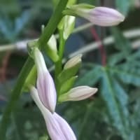 水無月十九日。薄紫の蕾がふくらんで 鎌倉負けた！