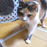 「聞く耳持たず」