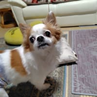 梅雨に入りましたね
