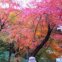 １１月の里山