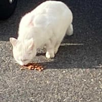 駐車場シロネコは完食。