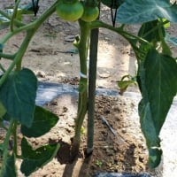 今日の家庭菜園・・初めてトマトの整枝に挑戦