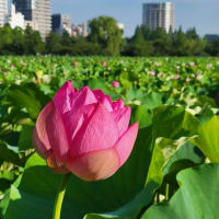 この季節ならではの景色