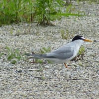 コアジサシの幼鳥