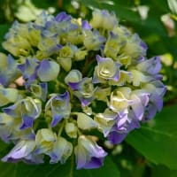 色づきはじめた紫陽花