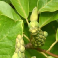 ドライブで撮った花