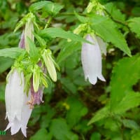 「町田薬師池公園」では「ホタルブクロ」が釣り鐘形の花を披露中！！