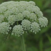 6月の花 4