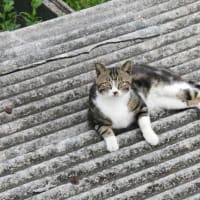 5月23日（金）久し振りに目撃した外猫さん