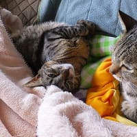 霊園のにゃんこ達