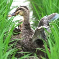 羽ばたき練習・コガモ