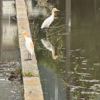 アマサギ