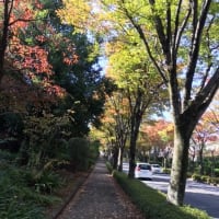 冬を迎える準備のお庭☆血圧