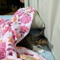 クリンへの想いは尽きなくて・・・305