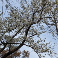 【日記】桜を見に行った