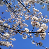 満開の木の下で