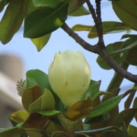 泰山木の花見納め