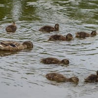 マガモの親子