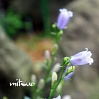 「丸葉沙参の花が咲きました」　MY　GARDEN　2022.08.15日撮影