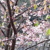 早咲き桜が咲いていました。