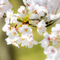 菜の花と桜のコラボレーション