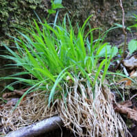 川俣川東沢の植物探索　令和7年5月8日