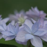 ほかの紫陽花の花
