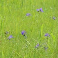 ２０２４年 「ベンセ湿原」を彩る初夏のお花達とその風景