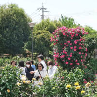 青和ばら公園のバラ 2