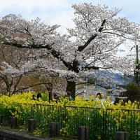 山科疎水（琵琶湖疎水）桜と菜の花
