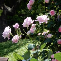鶴舞公園のお気に入りの薔薇たちと風景の油絵