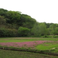 曇り空の舞岡公園　丘の上の八重桜