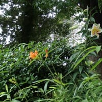 ヤマユリが開花