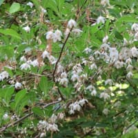 白い花  (ネジキ、トベラ、スイカズラ、テイカズラ　エゴノキ) 咲いています