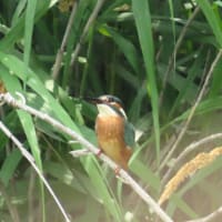 2025年7/7　木曽川のカワセミ